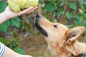 Can a Single Grape Kill a Dog? Answered! - PetDT