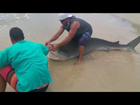 Dehooking Landbased Sharks
