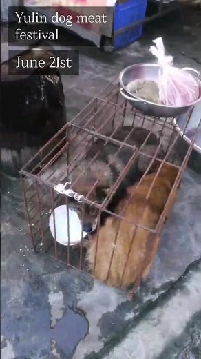Yulin dog meat festival 2023