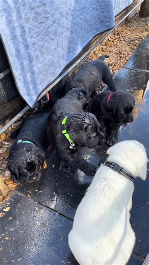 Puppies Demanding Outside Adventures: Tips for Water Play & Walks