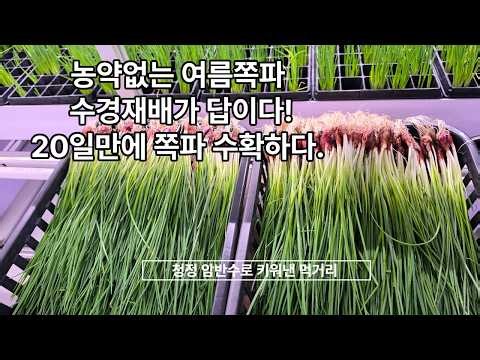 All-Weather Smart Farm: Success Story of Growing Summer Scallions