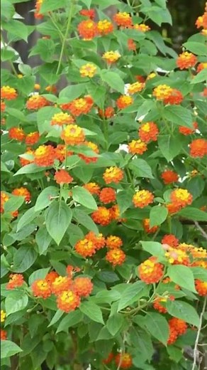 20 Shrubs that Bloom All Year | Year Round Shrubs According to Season