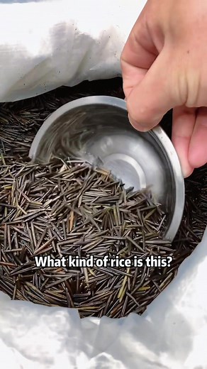 There’s so much rice, and I’ve never seen any of it before #science #usa #rice