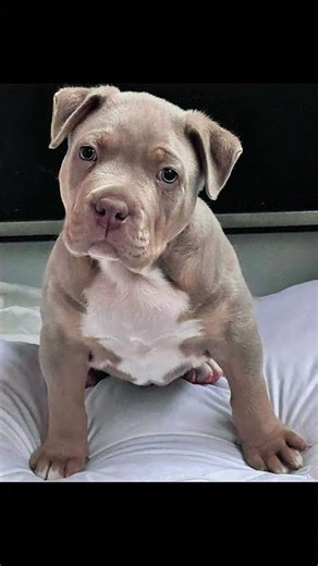 yUltimate Power Dogs 💀 Rottweiler × Cane Corso × German Shepherd × Pitbull Mix 🔥#dogshorts #pitbull