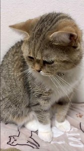 夜中ニャーニャーニャー話すぎたからかおとなしいモモコちゃん😸#ねこ#ねこのいる生活 #ねこ動画 #ねこのいる暮らし #ねこ好きさんと繋がりたい #モモコちゃん