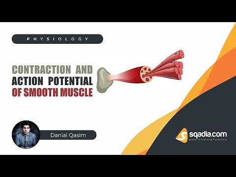 Contraction and Action Potential of Smooth Muscle | Physiology Video | V-Learning
