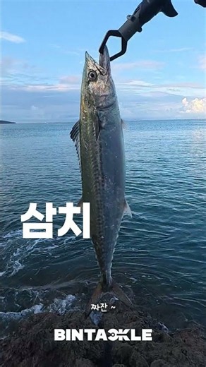 초보자도 삼치 쉽게 잡는법! #삼치낚시 #루어낚시 #쇼어지깅 #서프루어