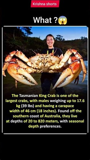 The Tasmanian king crab ♋🦀