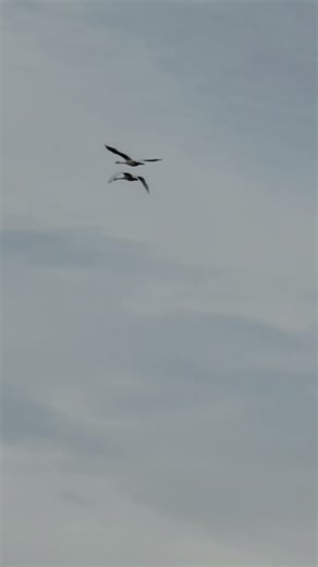 How do u know if a swan is male or female?