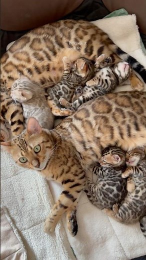 Please stop for a while🫶🏼 you have to see these amazing bengal kittens from #bengalbest cattery