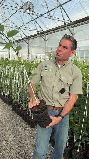 Quality Controlling Grafted Frans Fontaine Hornbeam Liners