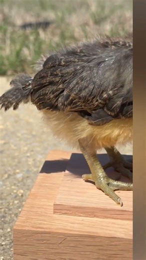 Update on Easter Egger chick #chicken #easter