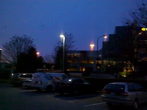 The biggest murder of crows in the world?