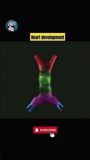 Development of heart embryology.#heart,#embryology.
