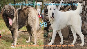 Caucasian Shepherd Dog vs. Central Asian Shepherd Dog: A Comparison