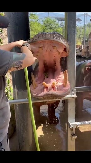 Why Are Hippos' Teeth Cleaned 🤯🦛