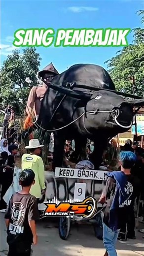KEBO BAJAK #shorts #shortvideo