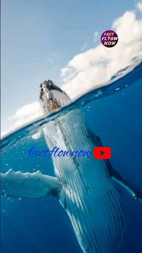 "Beluga vs Dolphin: Amazing Differences You Didn’t Know! 🐋🐬"