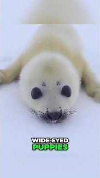 Seal Facts You Didn’t Know