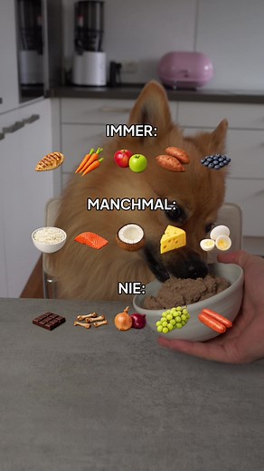 Hundeernährung: Was dürfen Hunde essen?