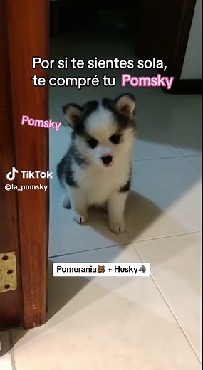 Pomsky: La adorable mezcla de Pomerania y Husky