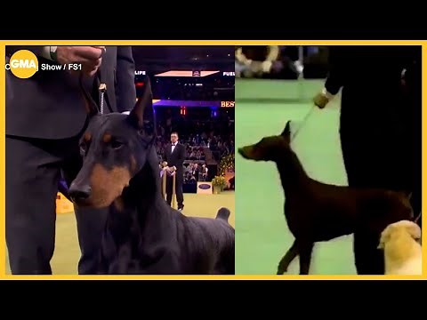 The story behind the emotional win at Westminster Kennel Club Dog Show