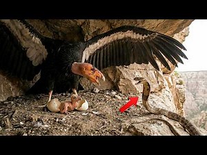 California Condor: 180 Days From Egg to First Flight