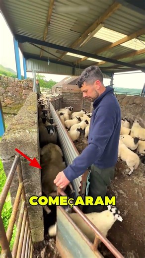 Essa Ovelha Passou a Perna no Pastor 🤣❤️🐑