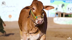 CALL : 03000455744 Shaikh Ali **MODEL CATTLE FARM 2023** QURBANI KA JANWER NAHI LIA TO ABHI RABTA KARAIN 😍 ALL ORGANIC BULL الحمدللّٰه ❤❤ SARDAR ❤❤ MA SHA ALLAH !! Address : Gulshan E Hadeed link road PSO pump adjacent MDA society. | Cattle of Pakistan.PK