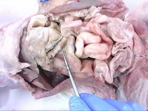 Cat Dissectdion: Digestive Accessory Organs