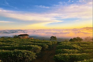 Cau Dat Tea Hill Dalat Vietnam - A Hundred Years Of History - Culture Pham Travel