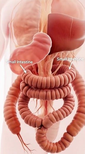 Inside the Small Intestine: 3D Medical Animation Showing Digestion, Blood Flow & Emergencies#shorts