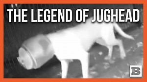 A woman in Porter, Texas, finally caught a stray dog who she's been trying to rescue for over a month to free him from a jar he got stuck on his head by sticking his head into an outdoor cat feeder. Thankfully, there was a hole on the other end of the jar so the animal was able to breath, drink, and eat during the time it was stuck on him before being rescued. | Breitbart