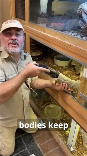 Why Do Snakes Shed Their Skin? #facts #nature #animals #wildlife #snake #shorts #reptiles