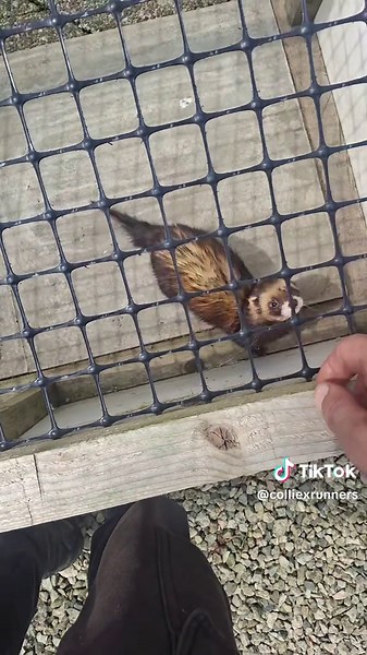 Exploring the European Polecat, Nature's Wild Polecat