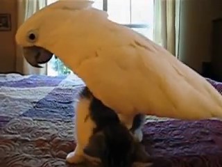 The Dark Secrets of the Bird World
