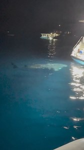 6.5M views · 10K reactions | Species? 麗 : @jalilnajafov . . . #sharks #BigShark #sharklover #sharkconservation #stophurtingfish #oceanphotography #reelsfypシ #oceanlover #outdoors #wildlife #ocean #oceanlife #nature #naturelovers #marinelife | Shark Lovers | Facebook