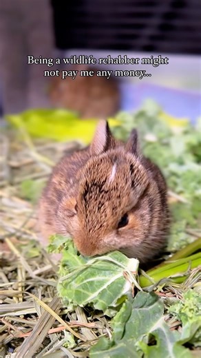 I make exactly $0 a year doing wildlife rehabilitation as my full time job. All of the donations that come into Cottontail Cottage go directly to the care of the animals. One day I do hope to take a very modest salary but in the meantime my paycheck will come in the form of watching these cuties enjoy their organic kale. Honestly, I wouldn’t trade what I do for the world. These precious souls definitely have me wrapped around their little paws. 🤍🥹🤍 #wildliferehabber #wildliferehab #rabbitsofi