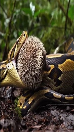 Will the Python Fail to Swallow the Spiky Hedgehog?