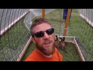 Raising Free Range Turkeys For Beginners