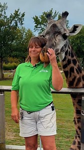 2.3K views · 121 reactions | The Giraffes had a tall-order play ready for this week's Hollywood Casino Toledo Animal Insider series!  漣 Must be 21 years or older. Gambling problem? Call 1-800-589-9966. | The Toledo Zoo | Facebook