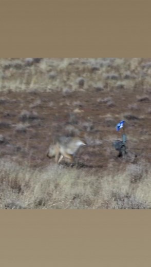 68K views · 1K reactions | Coming in hot!!! #FOXPRO | FOXPRO Inc. | Facebook