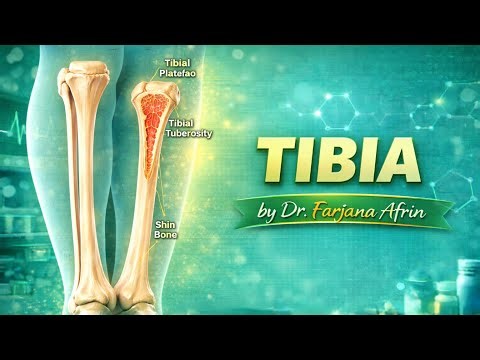 📘 Tibia | Anatomy of Tibia | Lower Limb Osteology | MBBS | By Dr. Farjana Afrin