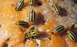 Cucumber Beetles: Spotted or Striped on Vegetables