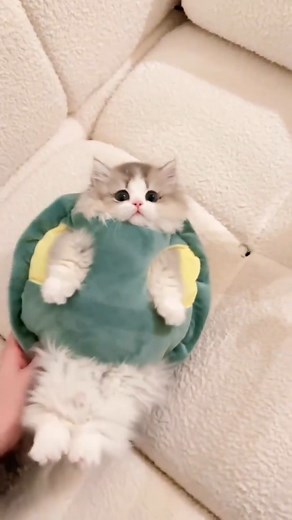 Turtle? | Life Is Weird