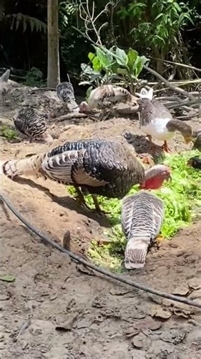 Canto da ciriema 🦃🐔🦆🪿