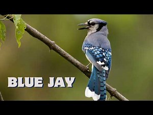 What Does a Blue Jay Sound Like? Real Blue Jay Call