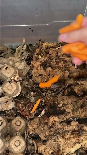 How to breed feeder insects