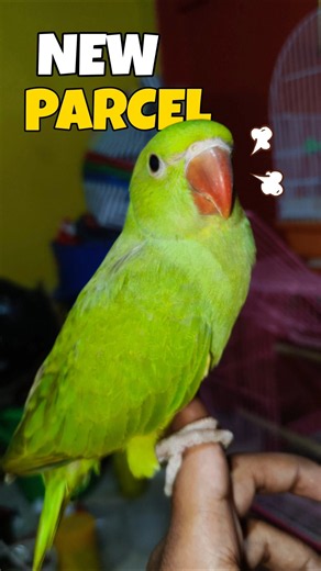 Indian Ringneck Parrot Ke Liye New Parcel 😍🔥 #birds #parrot #indianringneckparrot #indianbirds