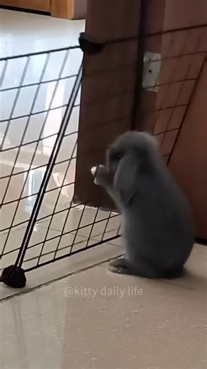 1.3M views · 44K reactions | Unlucky rabbits #funny #rabbits #pets #funnyvideo #bunny | Geographical Beauty | Facebook